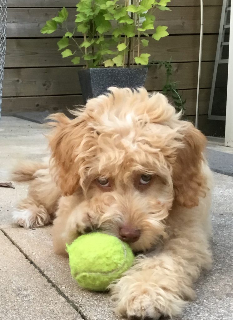 Donna met een tennisbal